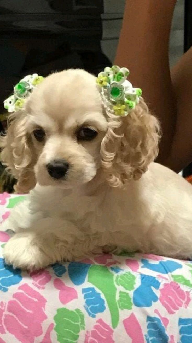 κουτάβι-με-αξεσουάρ-στα-αυτιά- κουτάβι-με-αξεσουάρ-στα-αυτιά-