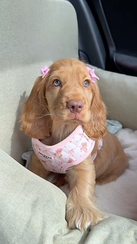 κουτάβι-με-φιογκάκια- κουτάβι-με-φιογκάκια-