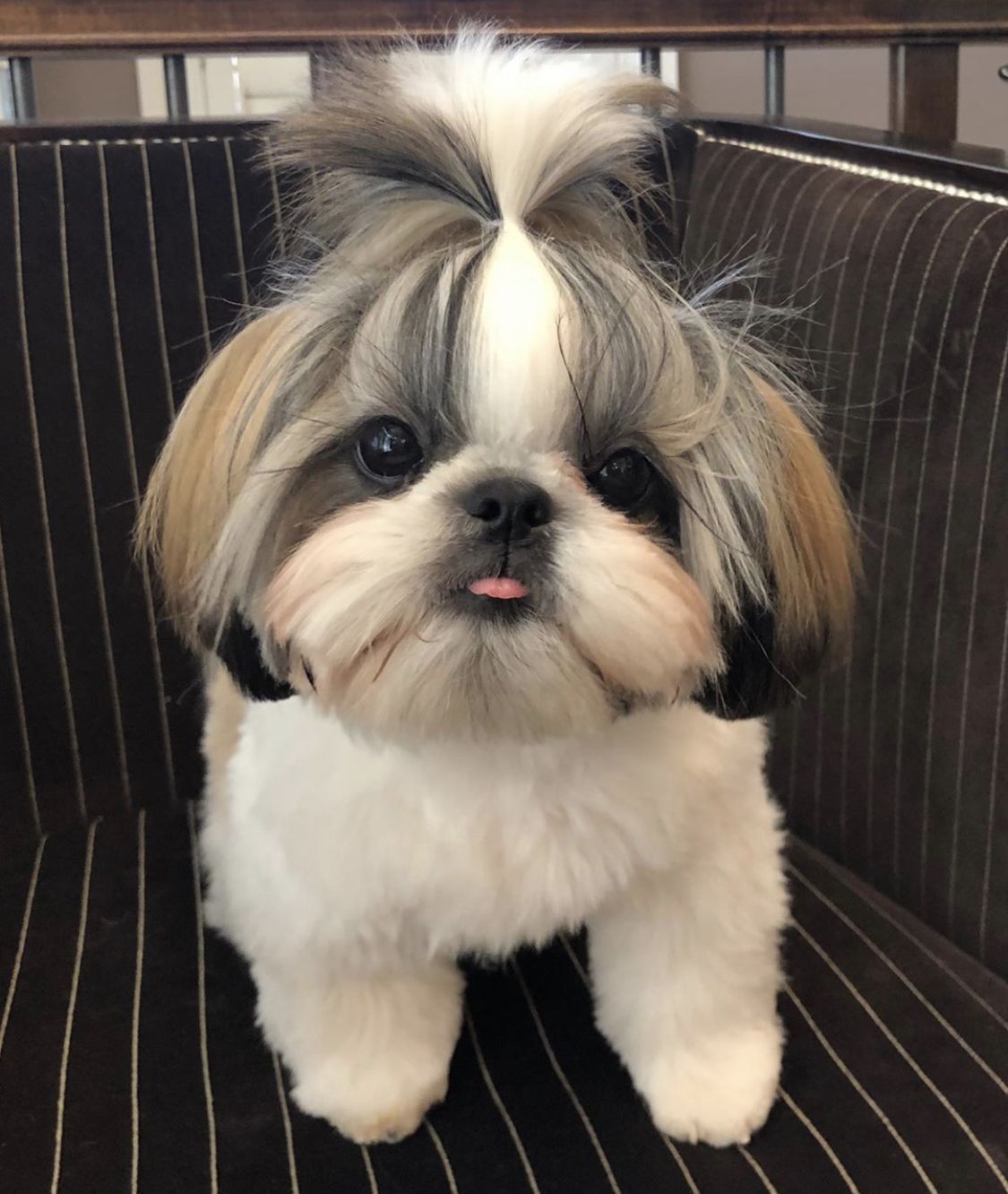 μικρόσωμο-σκυλί-με-κοτσιδάκι- μικρόσωμο-σκυλί-με-κοτσιδάκι-