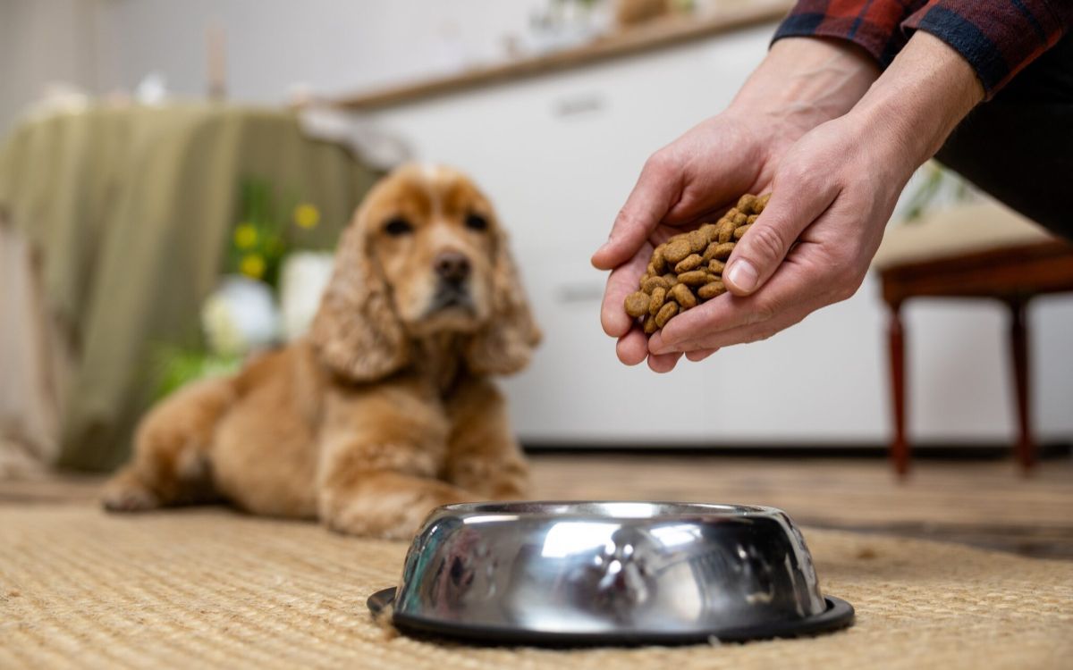 καφέ-σκύλος-τρώει-