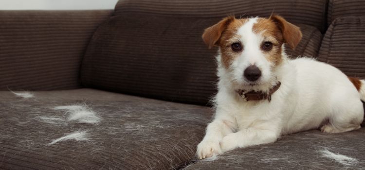 σκύλος-με-τρίχες-στον-καναπέ- σκύλος-με-τρίχες-στον-καναπέ-