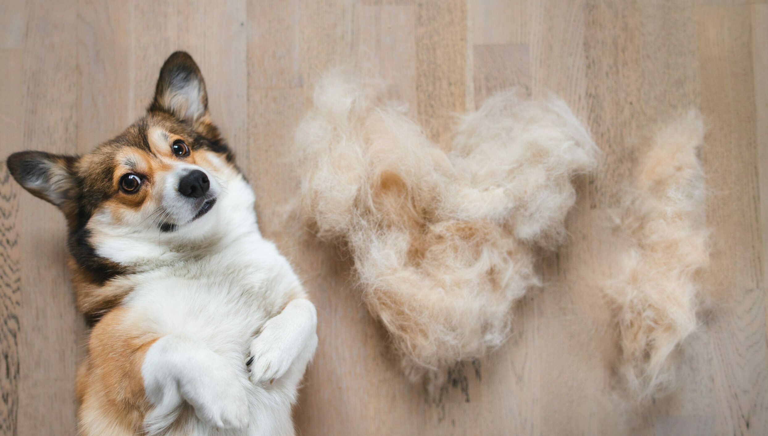 σκύλος-με-τρίχες-στο-πάτωμα- σκύλος-με-τρίχες-στο-πάτωμα-