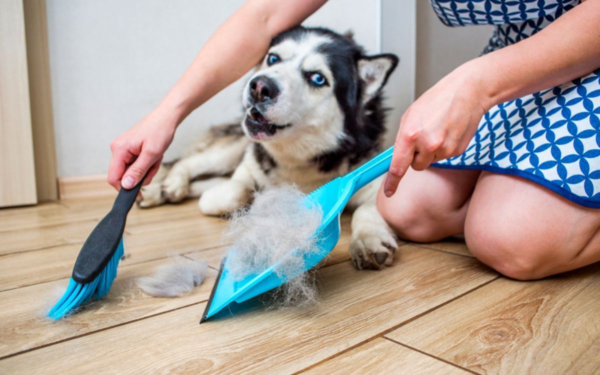 σκύλος-με-τρίχες-στο-πάτωμα-