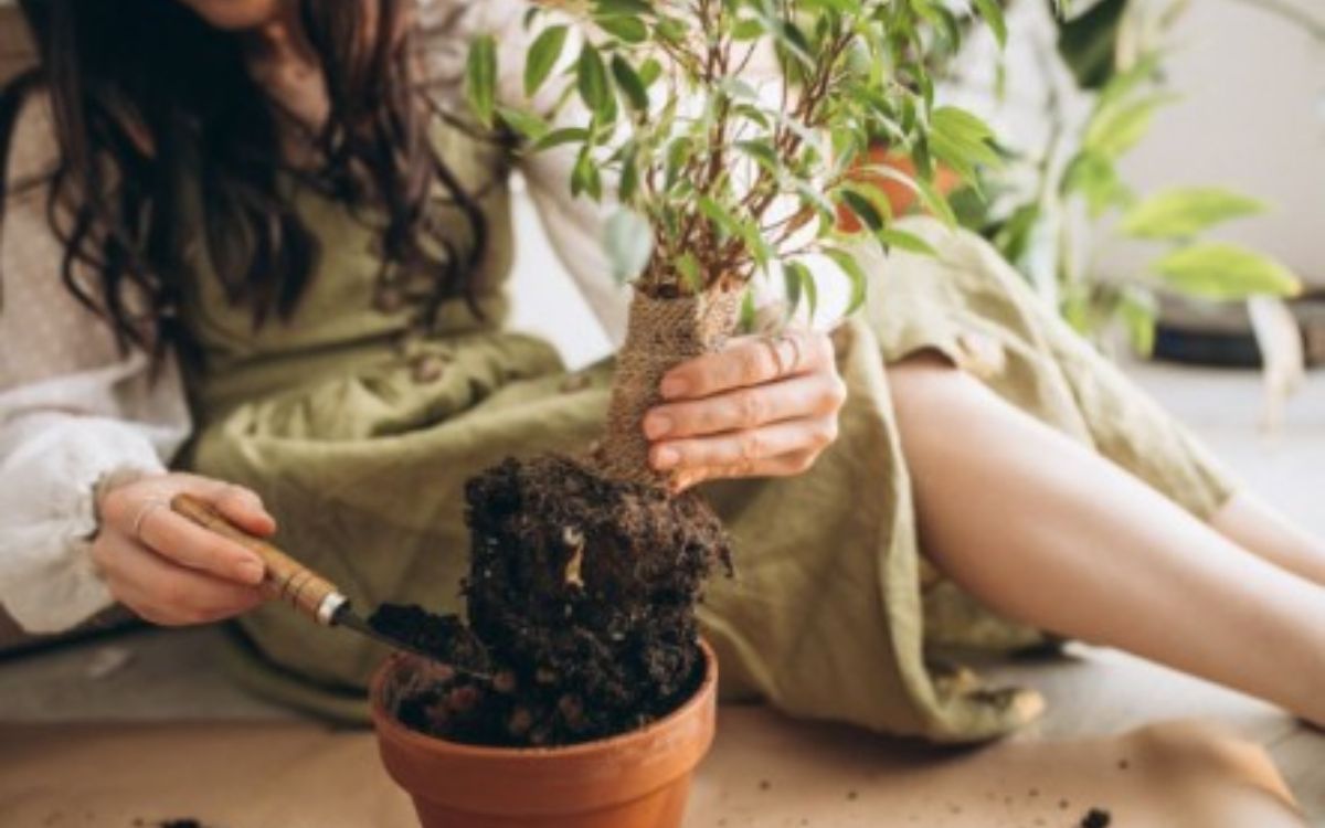 Οκτώβριος: Τα φυτά και τα λουλούδια που μπορούμε να φυτεύσουμε