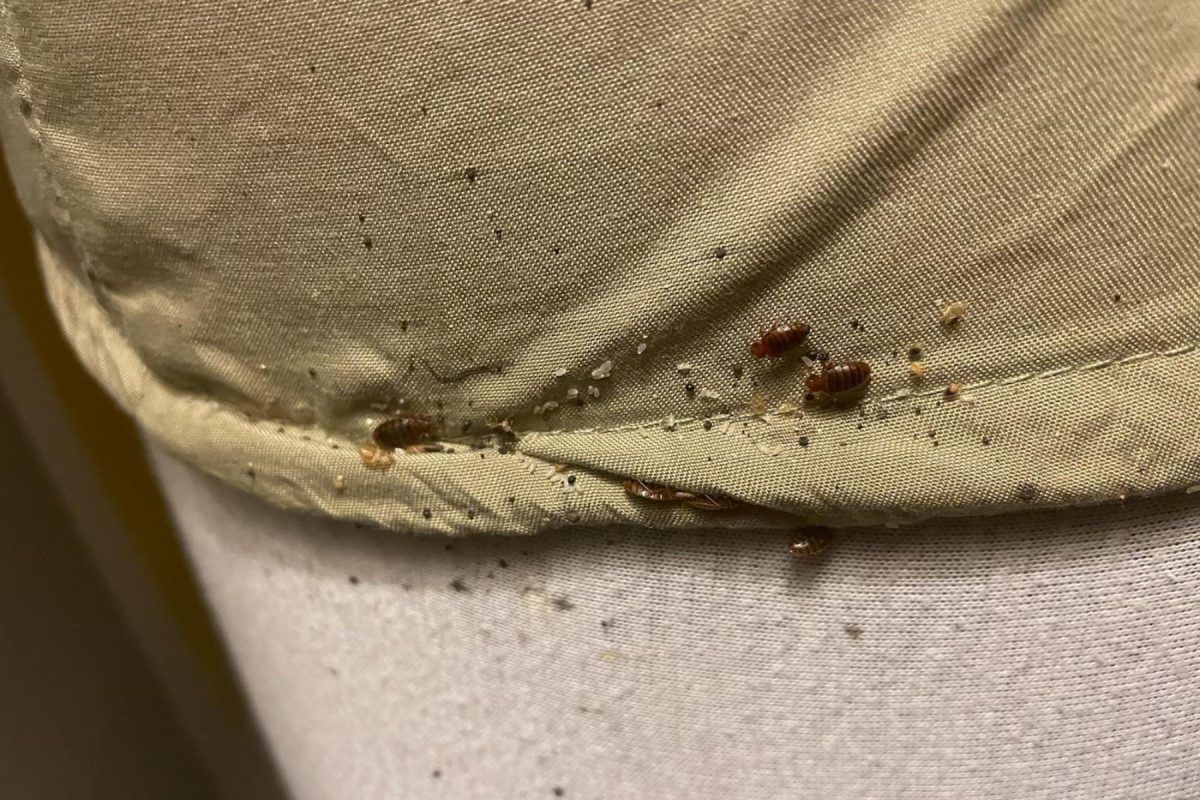 Πώς να Κρατήσεις τα Έντομα Μακριά από Ντουλάπες και Σκεπάσματα