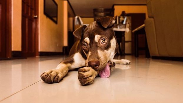 σκύλος-γλείφει-τα-πόδια-του-