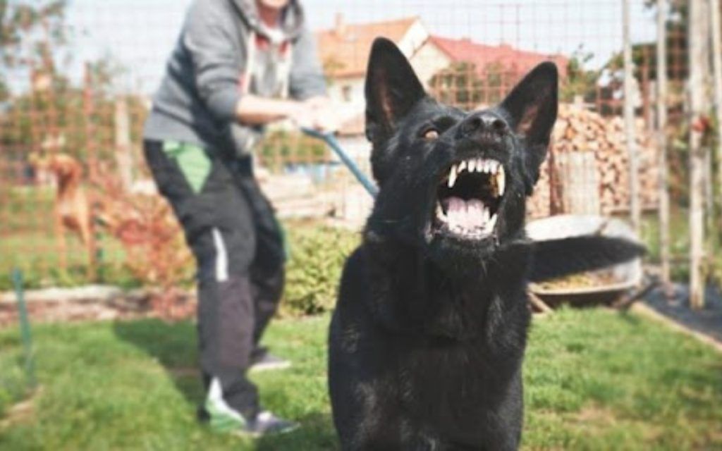 επιθετικός-μαύρος-σκύλος-