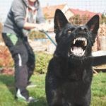 επιθετικός-μαύρος-σκύλος-