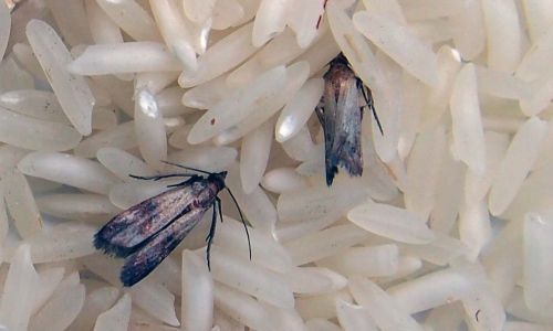 Το 1 Πράγμα που Δεν Καθαρίζεις και Πιάνει Όλα τα Έντομα του Σπιτιού