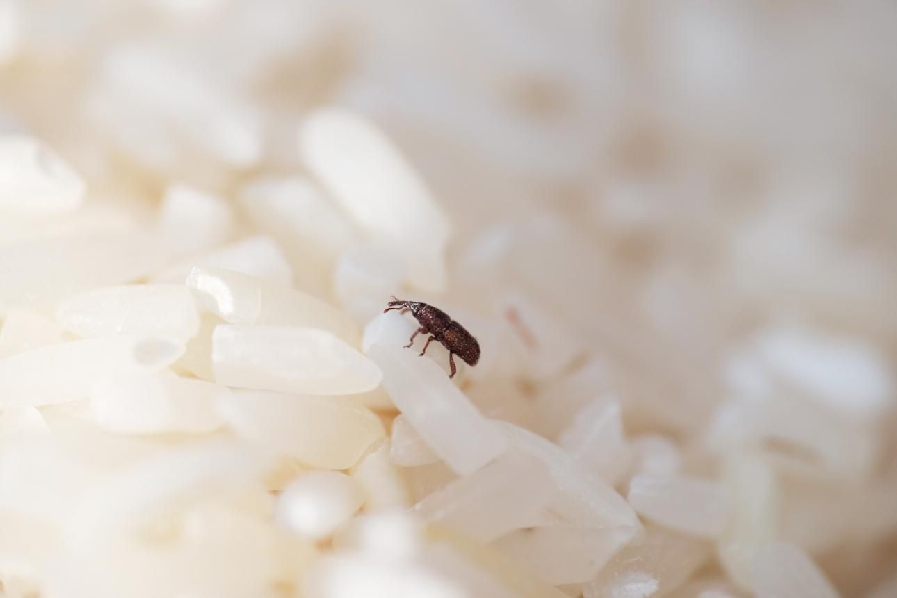 Το 1 Πράγμα που Δεν Καθαρίζεις και Πιάνει Όλα τα Έντομα του Σπιτιού