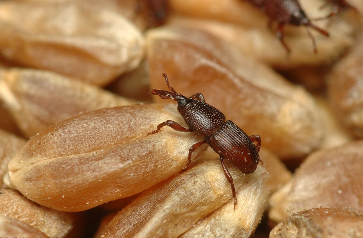 Το 1 Πράγμα που Δεν Καθαρίζεις και Πιάνει Όλα τα Έντομα του Σπιτιού