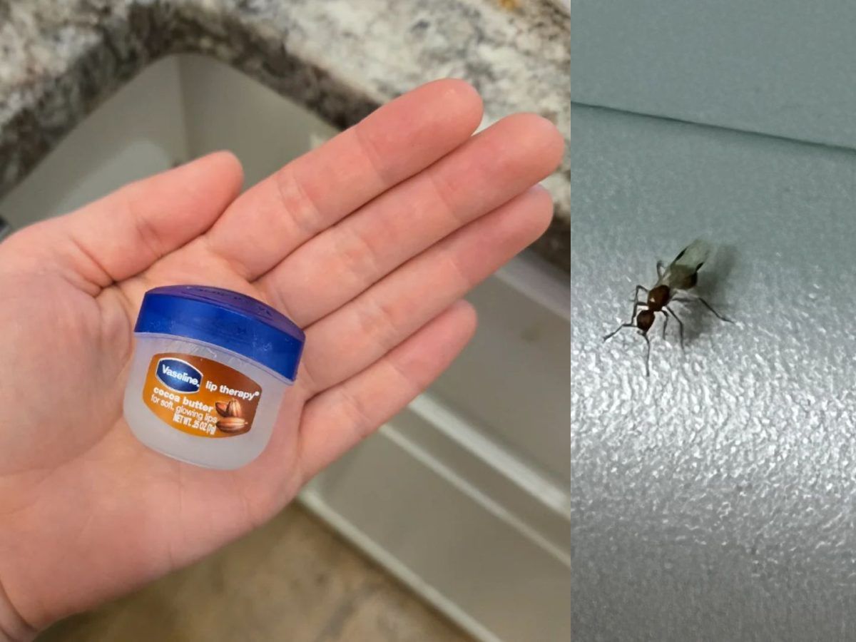 Το κόλπο με την βαζελίνη για να διώξετε τα μυρμήγκια οριστικά από το σπίτι σας