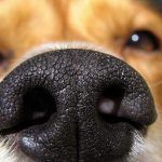 Αυτό το σημείο στη μουσούδα του σκύλου απαγορεύεται να το πειράζει - Δες γιατί