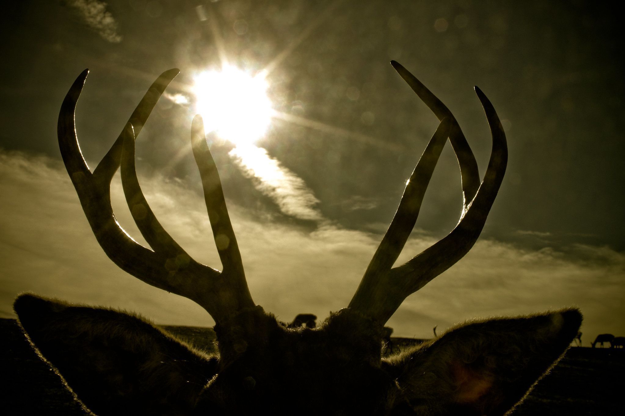 ζώο-με-κέρατα- ζώο-με-κέρατα-