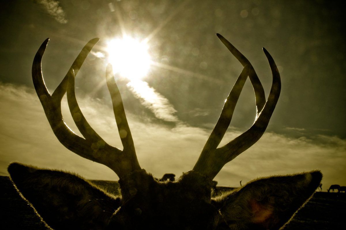 ζώο-με-κέρατα-