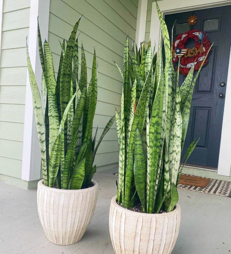 Sansevieria- Sansevieria-