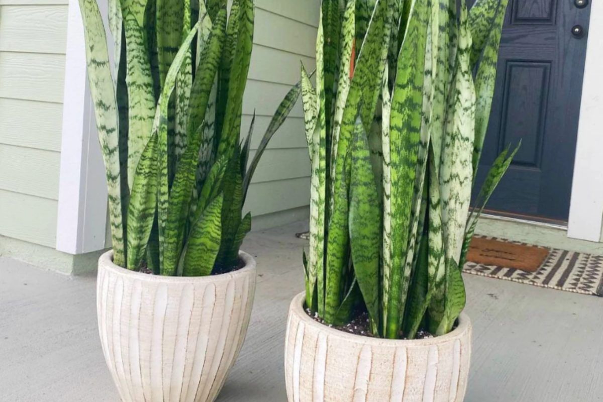 Sansevieria-