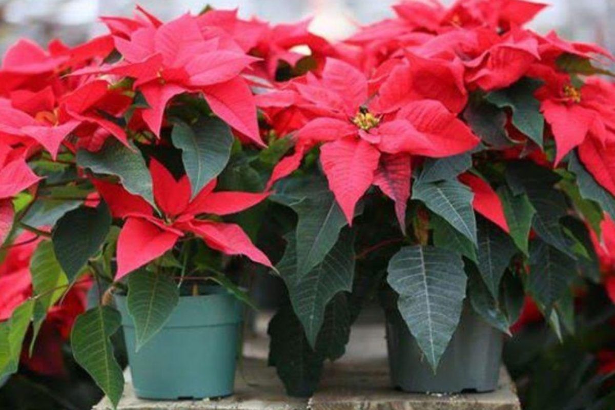 Μεγάλη Προσοχή: Το ξέρατε ότι το Αλεξανδρινό προκαλεί τριχόπτωση; Ειδικός κρούει τον κώδωνα κινδύνου