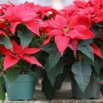 Μεγάλη Προσοχή: Το ξέρατε ότι το Αλεξανδρινό προκαλεί τριχόπτωση; Ειδικός κρούει τον κώδωνα κινδύνου