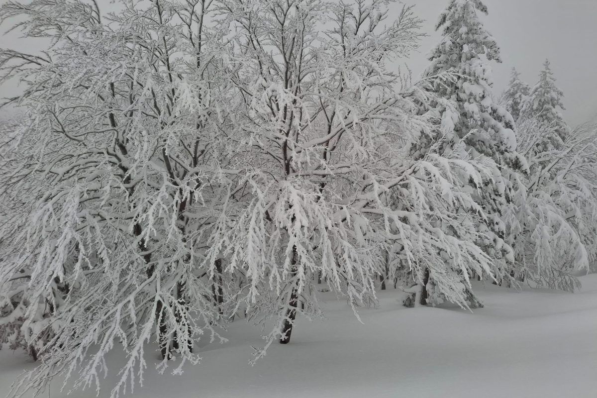 Μερομήνια: Τι καιρό θα κάνει τα Χριστούγεννα του 2025; Χιόνια σε όλη την Ελλάδα