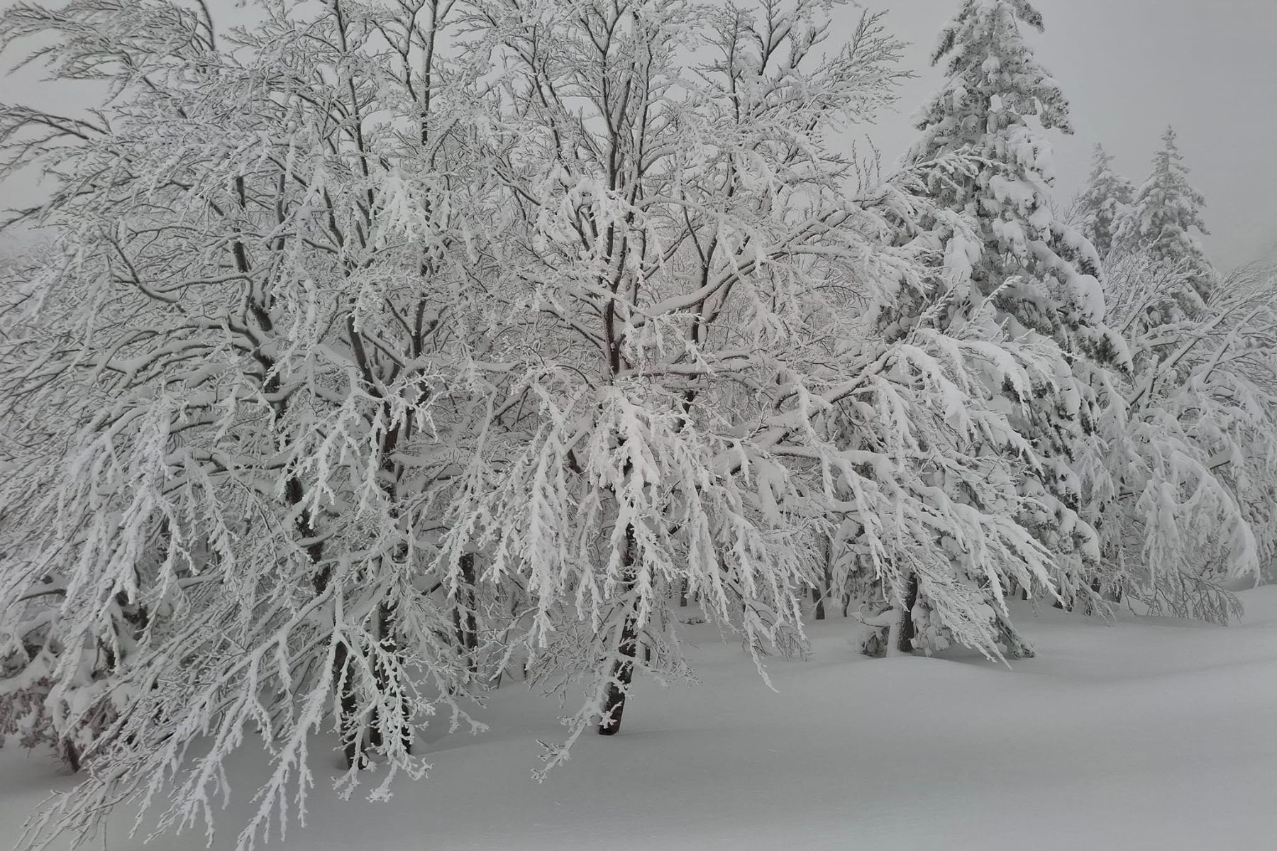 χιονισμένα-δέντρα-