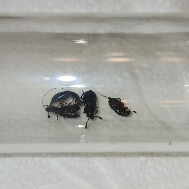 σκαθάρια-στο-σπίτι-