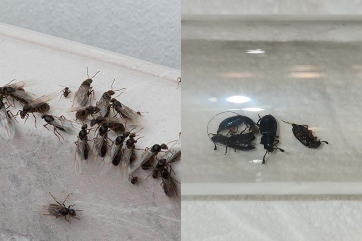Μετά την βροχή το σπίτι γέμισε σκαθάρια και μυρμήγκια - Πως να τα εξαφανίσεις με φυσικό τρόπο