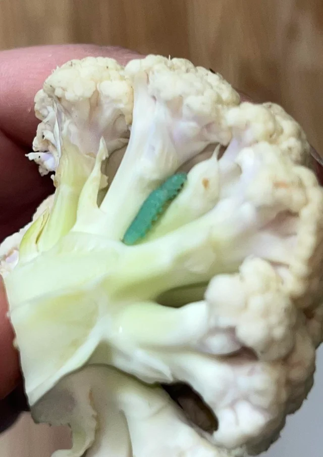 κουνουπίδι-με-πράσινα σκουλήκια- κουνουπίδι-με-πράσινα σκουλήκια-