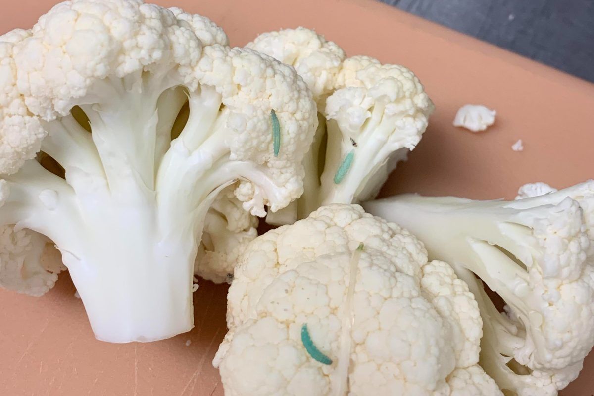 σκουλήκια-στο-φρέσκο κουνουπίδι-