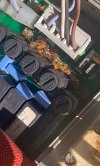 κατσαρίδες-σε-συσκευή- κατσαρίδες-σε-συσκευή-