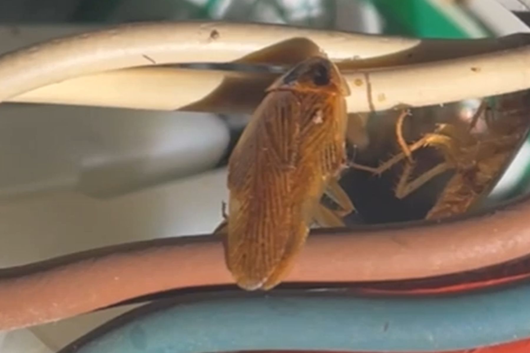 κατσαρίδα-σε-καλώδια-