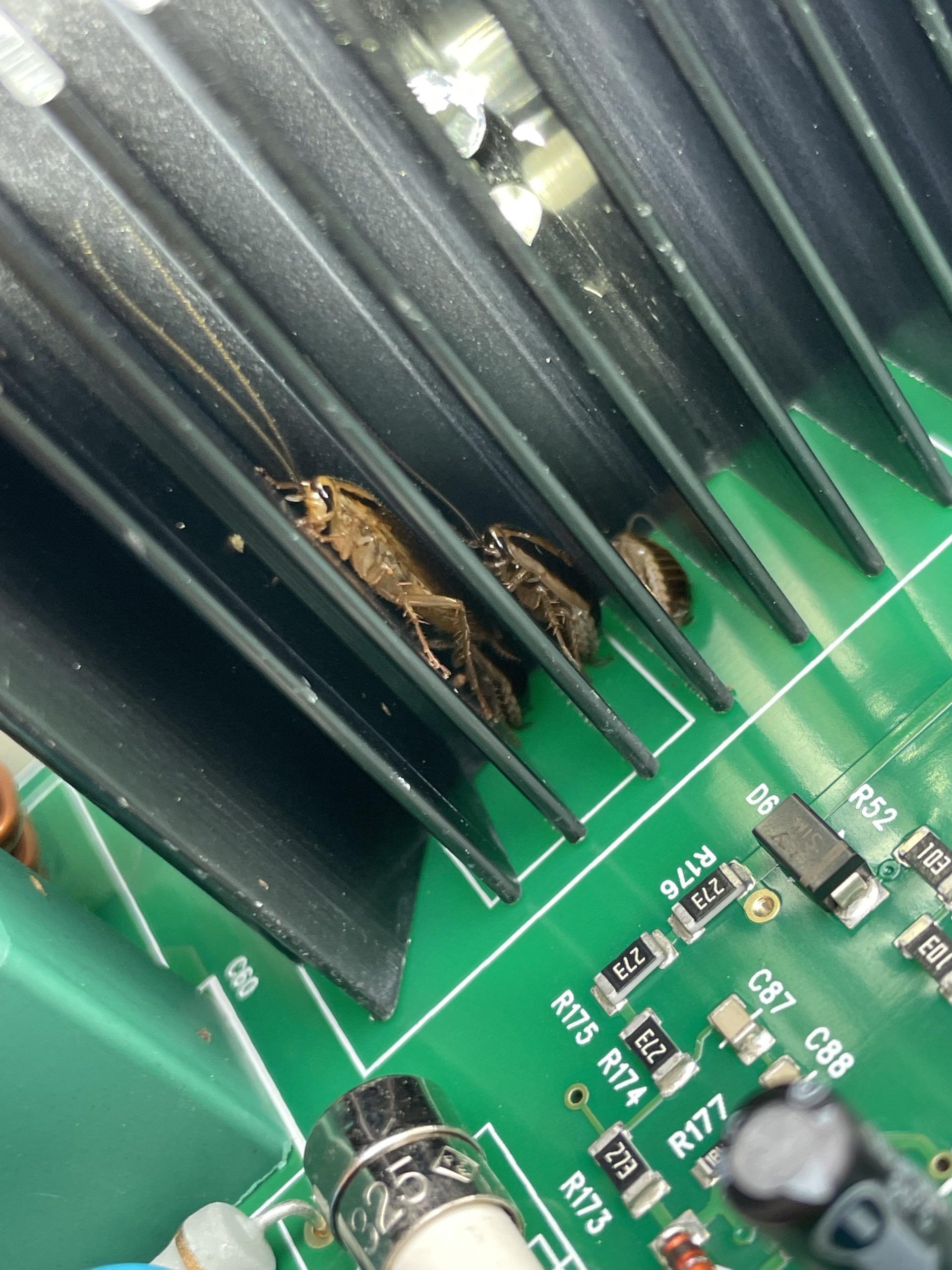 Κατσαρίδες στις μηχανές του καφέ: Πώς να απαλλαγείς