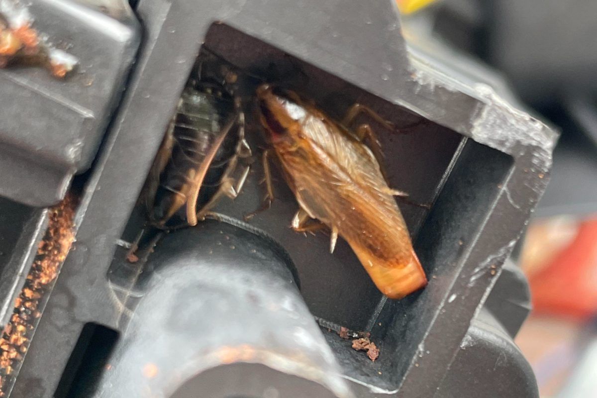 Κατσαρίδες στις μηχανές του καφέ: Πώς να απαλλαγείς