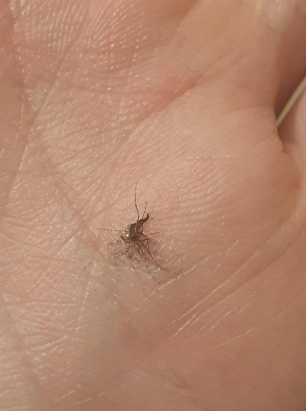 κουνούπι- κουνούπι-