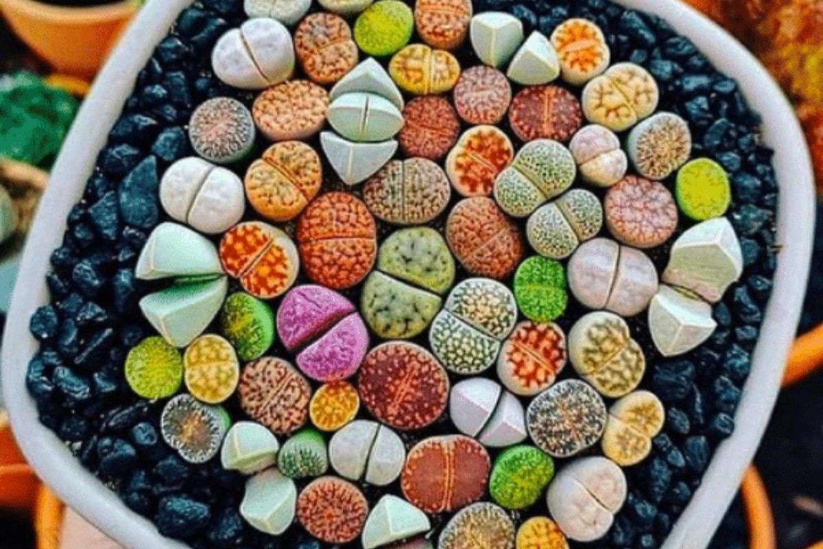 Λίθοπες: Παχύφυτα από άλλον πλανήτη ελενα αφτιαχτο