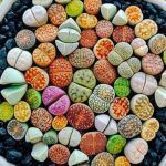 Λίθοπες: Παχύφυτα από άλλον πλανήτη ελενα αφτιαχτο