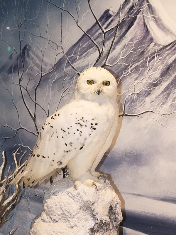 Ο Μύλος των ξωτικών 2025 : Ανοίγει τις πύλες του με Φαντασμαγορικές εκδηλώσεις