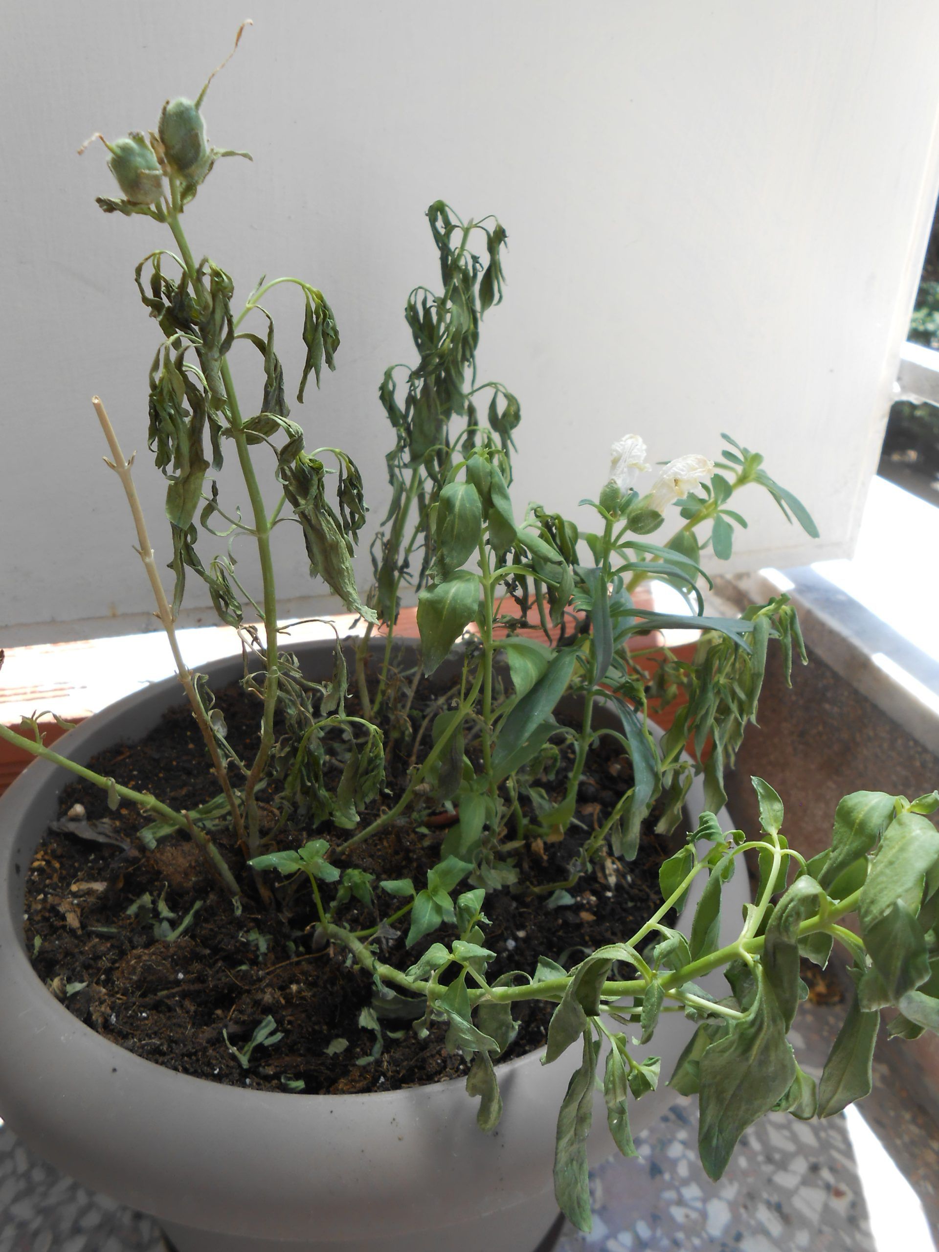 μαραμένο-φυτό-στη-γλάστρα-