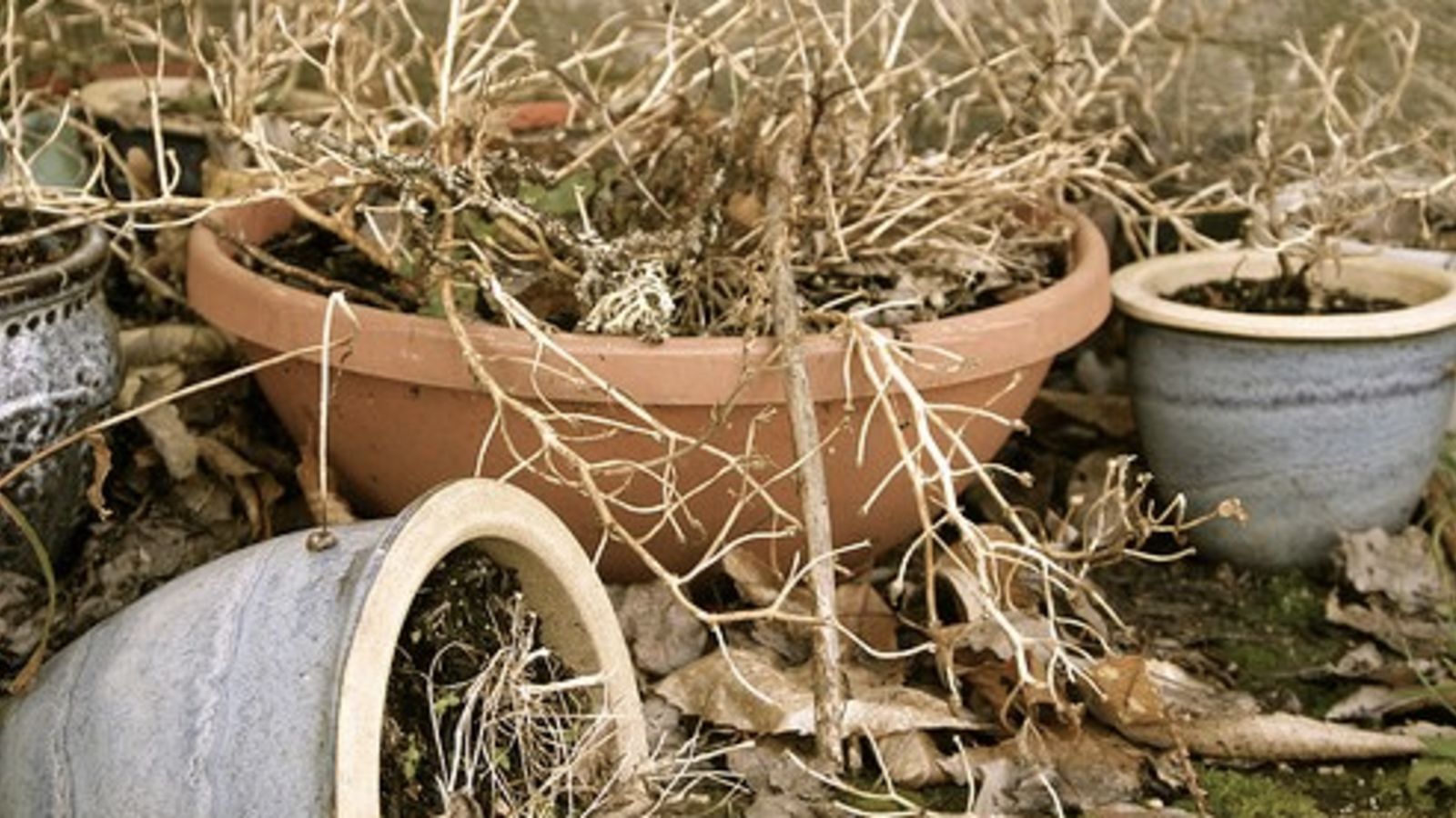 μαραμένα-φυτά-