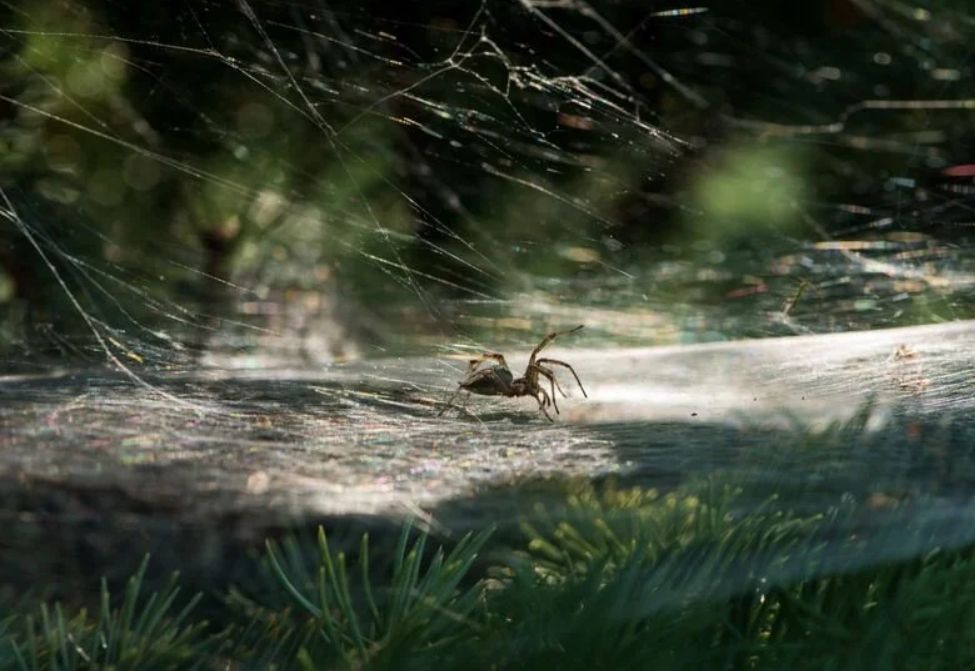 αράχνες-στο-χριστουγεννιάτικο δέντρο-