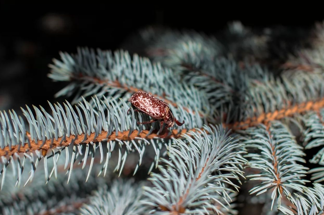 έντομα-στο-χριστουγεννιάτικο δέντρο-