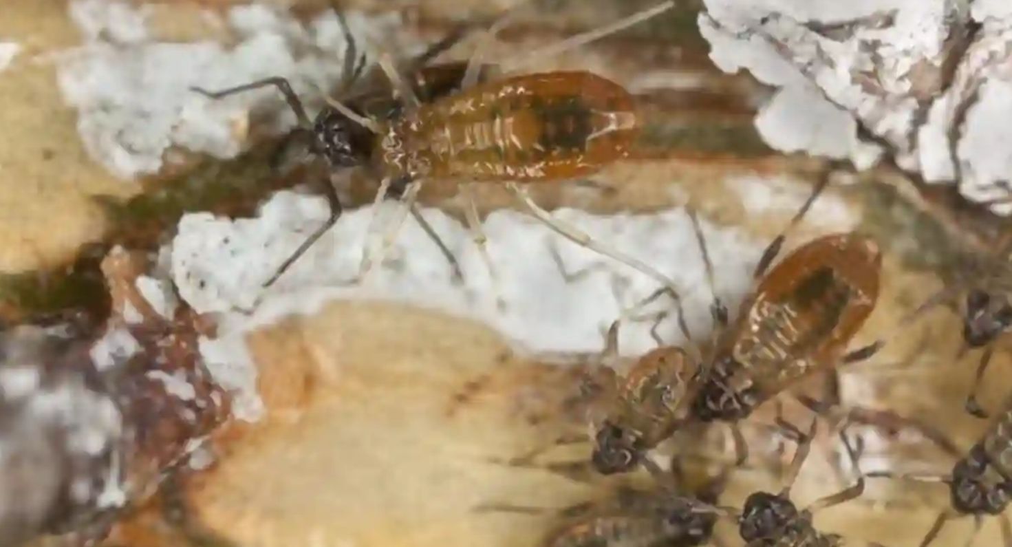 έντομα-στο-χριστουγεννιάτικο δέντρο-