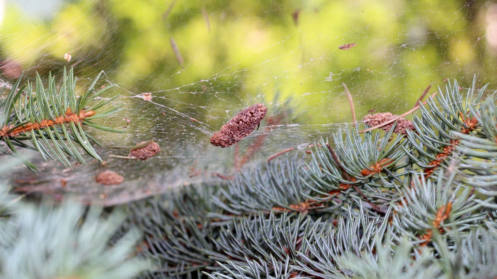 έντομα-στο-χριστουγεννιάτικο δέντρο-
