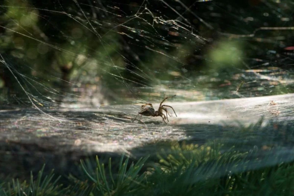 αράχνες-στο-χριστουγεννιάτικο δέντρο-