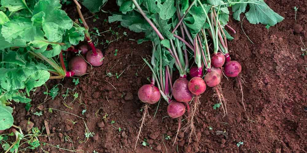 Τα φυτά που φυτεύουμε τον Νοέμβριο