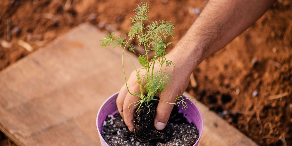 Τα φυτά που φυτεύουμε τον Νοέμβριο
