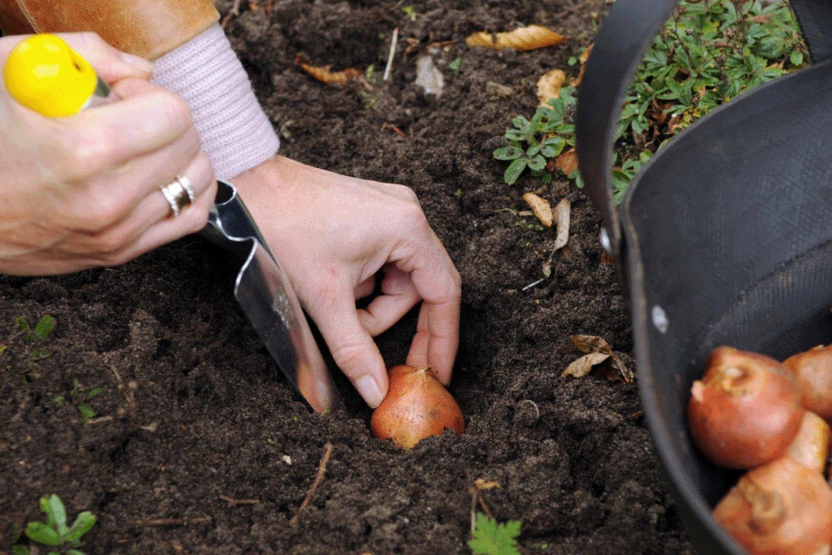 Τα φυτά που φυτεύουμε τον Νοέμβριο