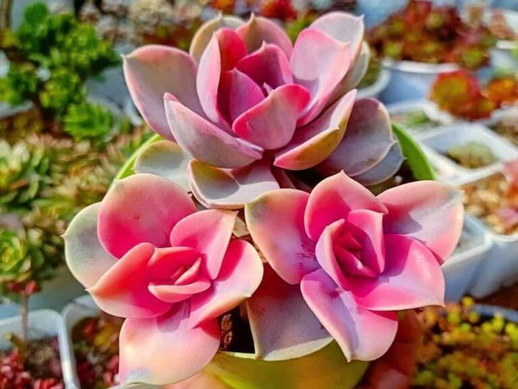 Εχεβέρια-Ουράνιο Τόξο-