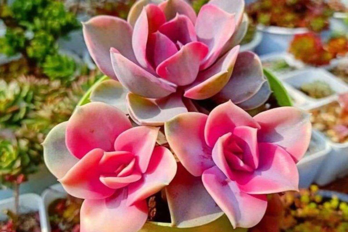 Εχεβέρια: Το σπάνιο φυτό που αλλάζει χρώματα ανάλογα την εποχή και μετατρέπεται σε ένα Ουράνιο τόξο