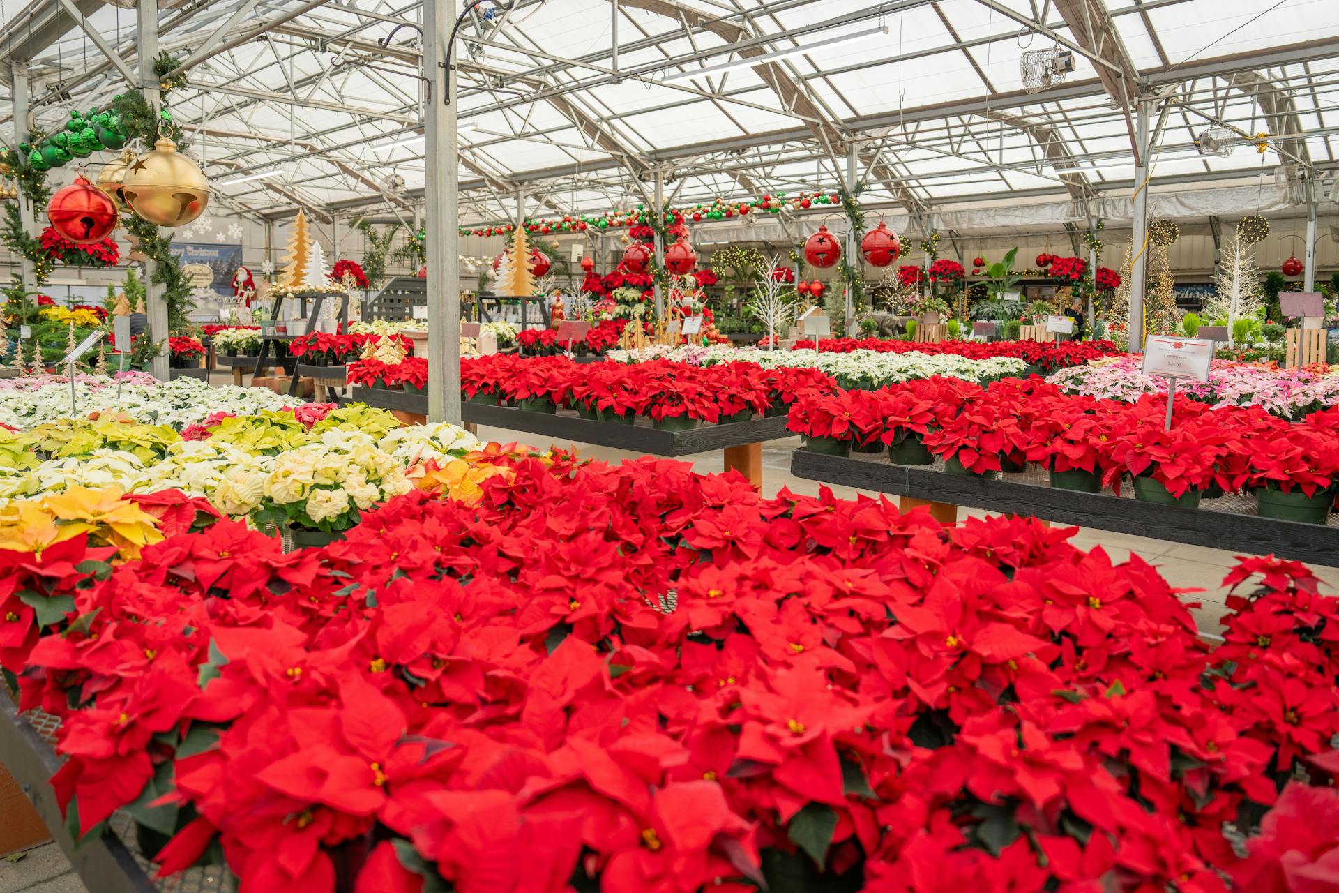 αλεξανδρινά-σε-θερμοκήπιο-